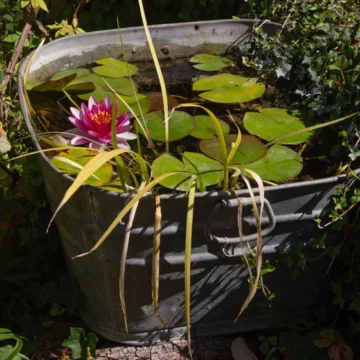 Forget water features – a tiny pond will bring wildlife to your garden