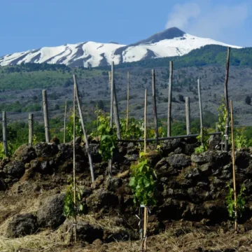 The high drama of volcanic wines